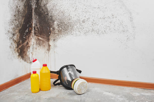 Best Black Mold Removal  in Seat Pleasant, MD