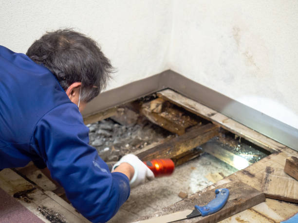 Mold Removal and Inspection in Seat Pleasant, MD