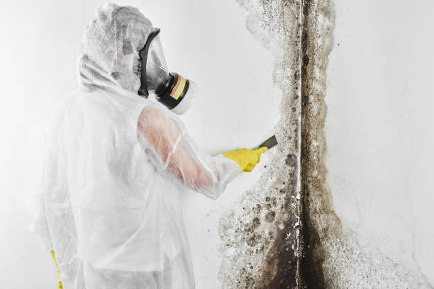 Best Crawl Space Mold Removal  in Seat Pleasant, MD