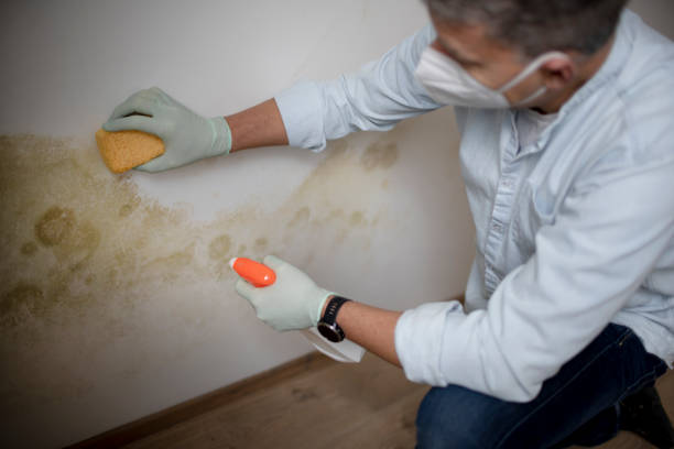Best Attic Mold Removal  in Seat Pleasant, MD