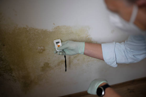 Best Mold Removal and Inspection  in Seat Pleasant, MD