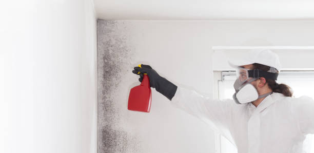 Best Professional Mold Removal  in Seat Pleasant, MD