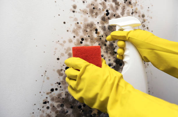 Best Water Damage Restoration  in Seat Pleasant, MD