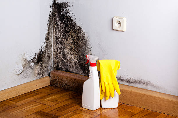 Best Toxic Mold Removal  in Seat Pleasant, MD