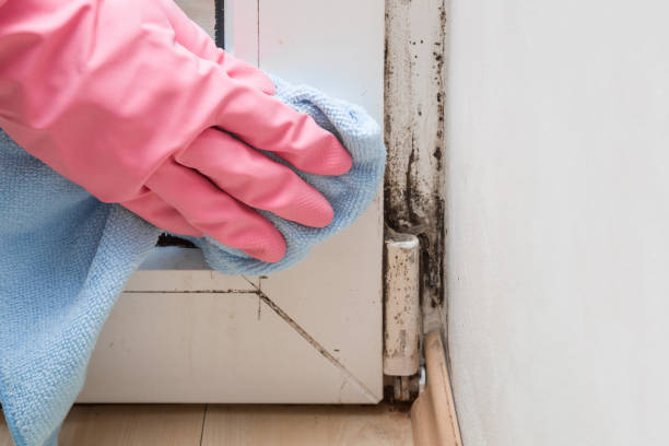 Best Mold Testing and Removal  in Seat Pleasant, MD